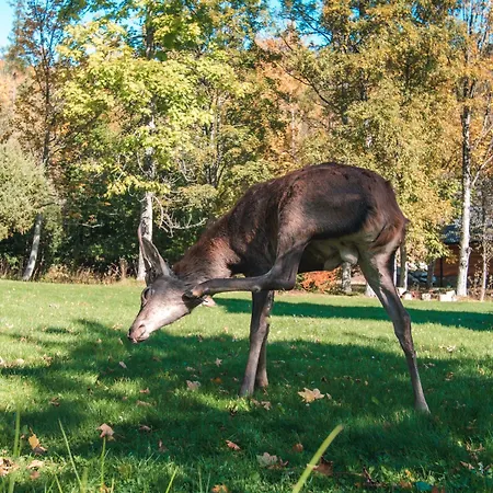 Pensjonat Jesensky Tatrzańska Łomnica
