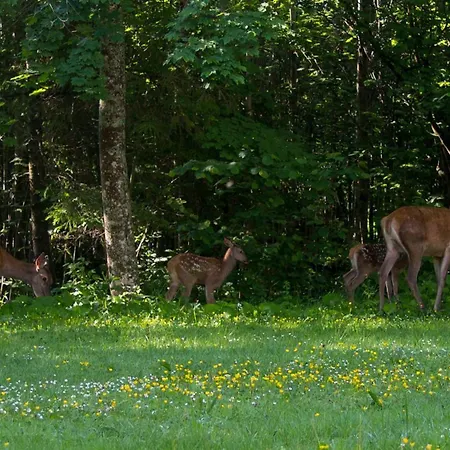 Jesensky Tatrzańska Łomnica